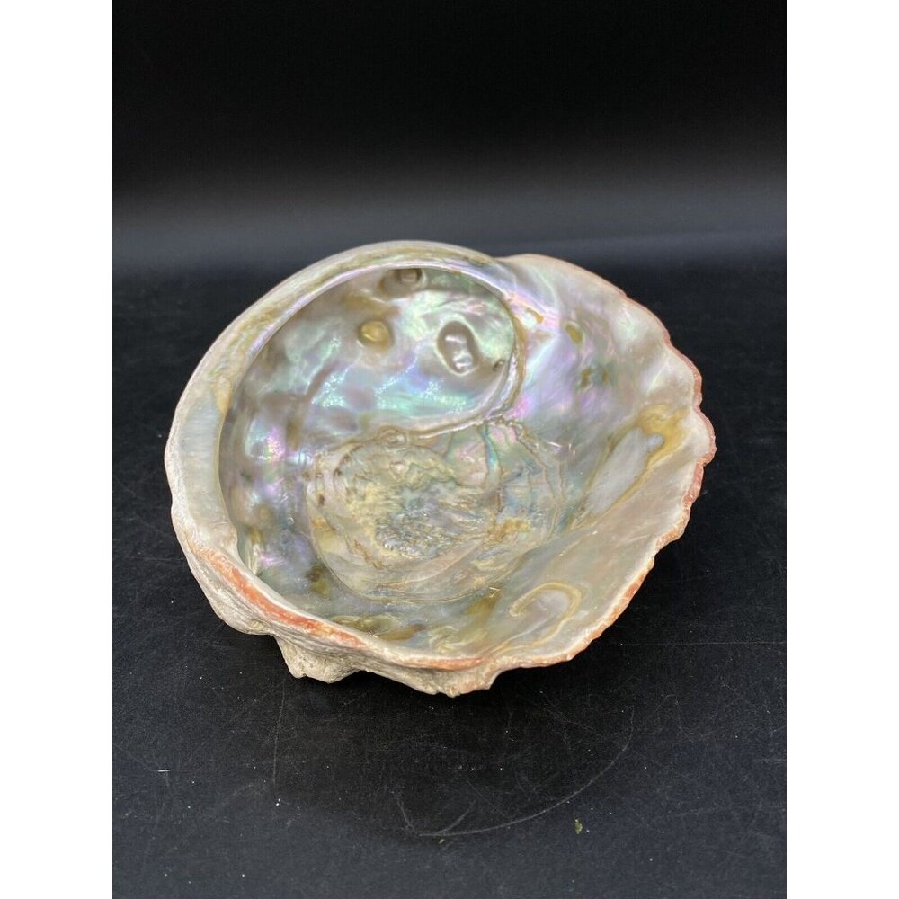 Abalone Shell 7” X 5.5” Haliotis Refescens Vintage Trophy